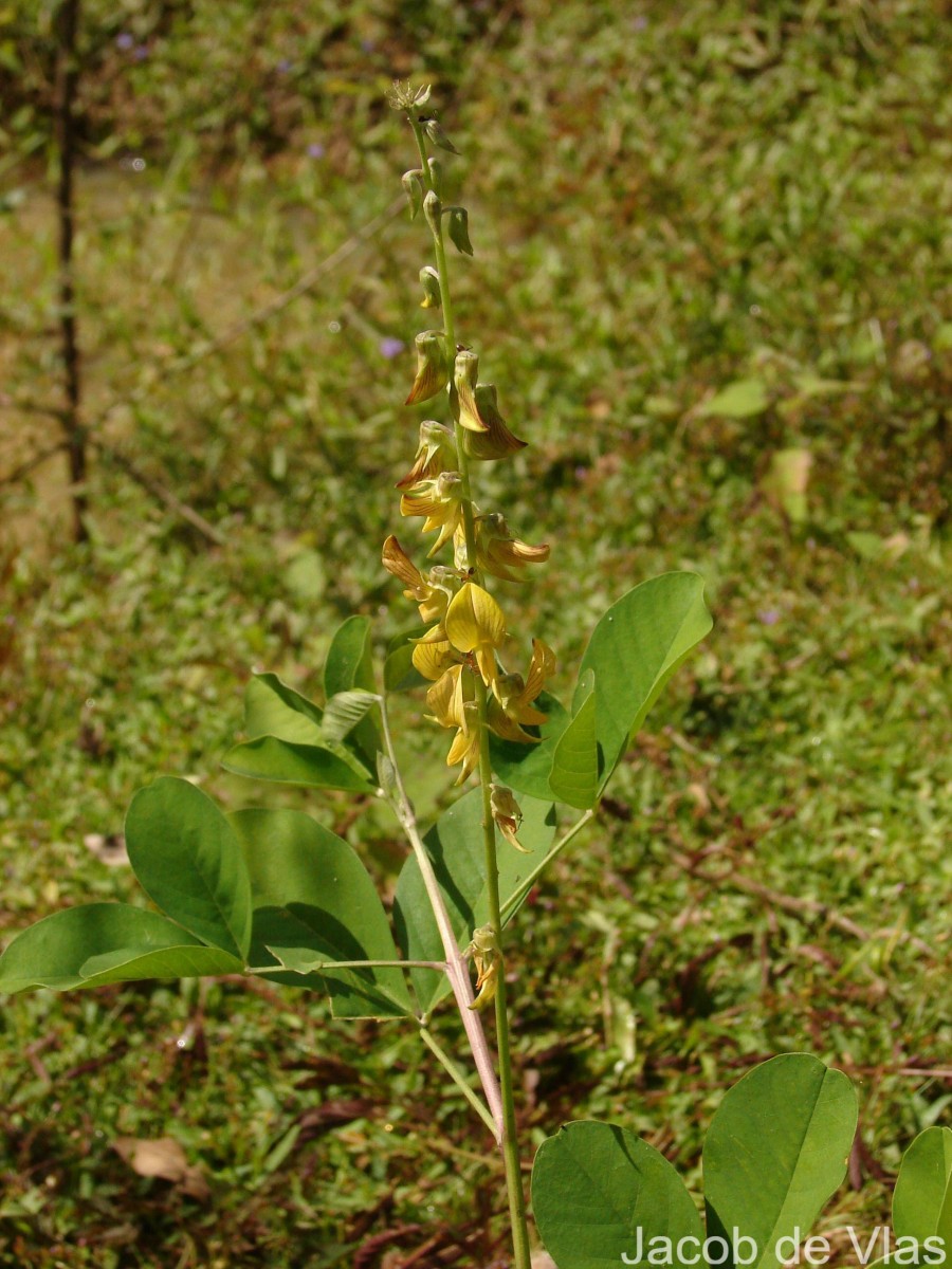 Crotalaria pallida Aiton